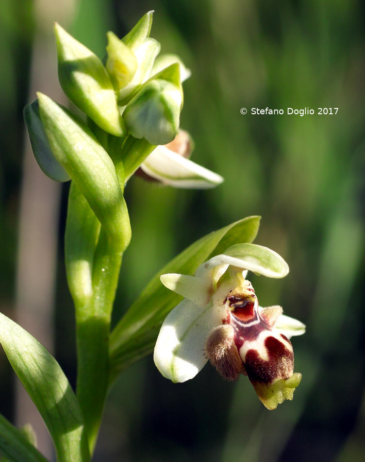 Ophrys umbilicata Desf. subsp. umbilicata [(=O. carmeli) Israele]